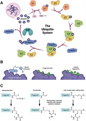 Targeting the ubiquitin system by fragment-based drug discovery